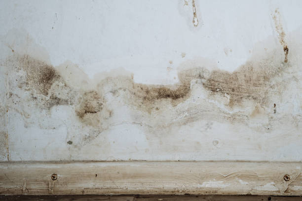 Best Mold Damage Restoration  in Booker, TX